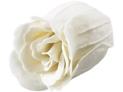 PEARL Bade-Kosmetik Rose:6 Cremeweiße Rosen-Duftseifen In Geschenk-Box, 2er Pack 12 PEARL Bade-Kosmetik Rose:6 Cremeweiße Rosen-Duftseifen In Geschenk-Box, 2er Pack -Newgen medicals Shop nc3180 8 1