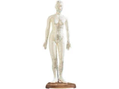 Newgen Medicals Akupunktur Modell:Akupunktur-Figuren 2er-Set (Mann/Frau) 10 Newgen Medicals Akupunktur Modell:Akupunktur-Figuren 2er-Set (Mann/Frau) -Newgen medicals Shop pe8177 0