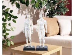 Newgen Medicals Akupunktur Modell:Akupunktur-Figuren 2er-Set (Mann/Frau) 8 Newgen Medicals Akupunktur Modell:Akupunktur-Figuren 2er-Set (Mann/Frau) -Newgen medicals Shop pe8177 4